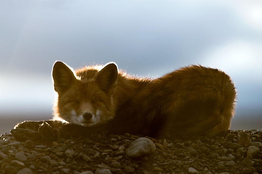 Russian Miner Spends His Breaks Taking Photos Of Foxes In The Arctic Circle Russian Miner Spends His Breaks Taking Photos Of Foxes In The Arctic Circle