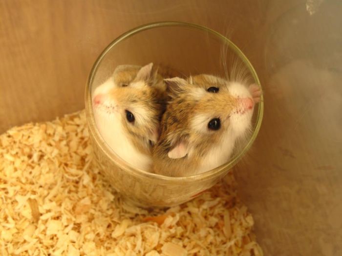 Hamsters