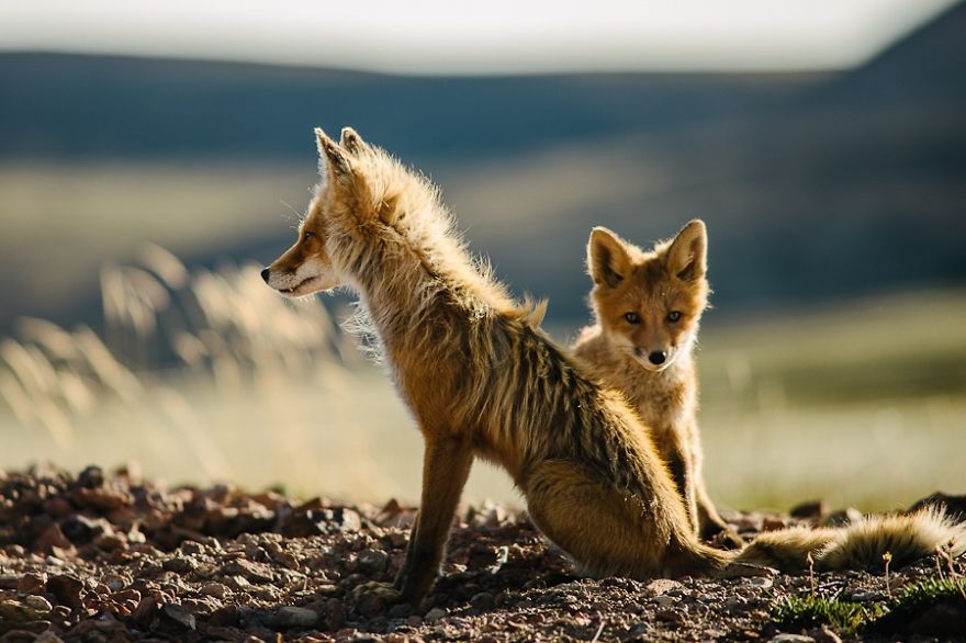 Russian Miner Spends His Breaks Taking Photos Of Foxes In The Arctic Circle Russian Miner Spends His Breaks Taking Photos Of Foxes In The Arctic Circle