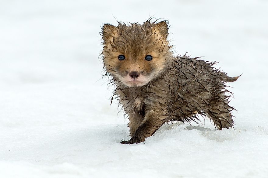 Russian Miner Spends His Breaks Taking Photos Of Foxes In The Arctic Circle Russian Miner Spends His Breaks Taking Photos Of Foxes In The Arctic Circle