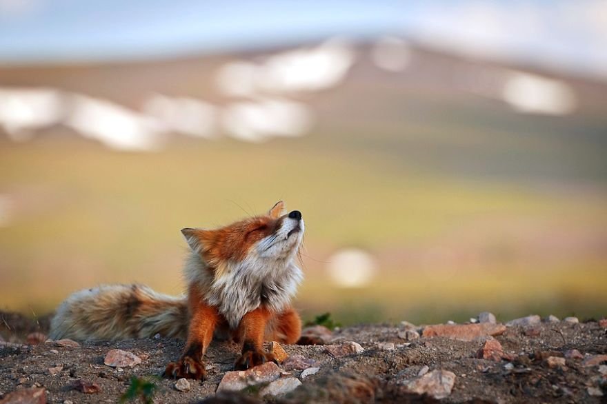 Russian Miner Spends His Breaks Taking Photos Of Foxes In The Arctic Circle Russian Miner Spends His Breaks Taking Photos Of Foxes In The Arctic Circle