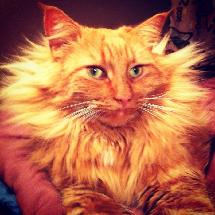 Truman Knows He Is Magnificent.