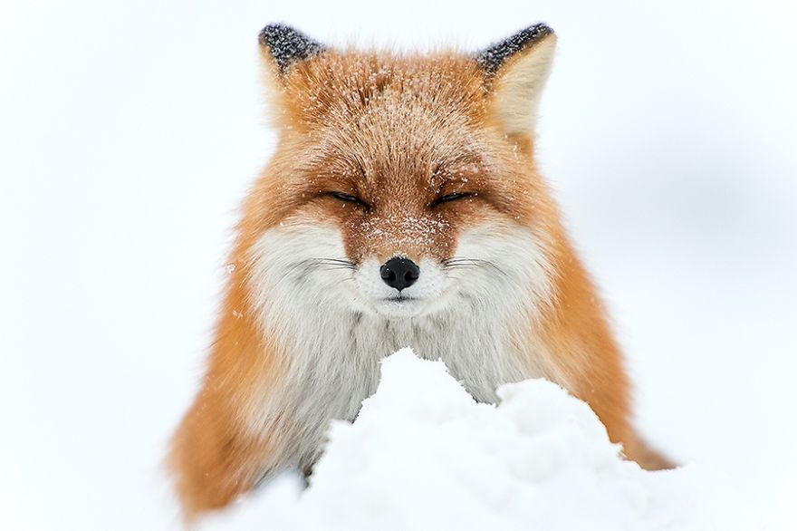 Russian Miner Spends His Breaks Taking Photos Of Foxes In The Arctic Circle Russian Miner Spends His Breaks Taking Photos Of Foxes In The Arctic Circle