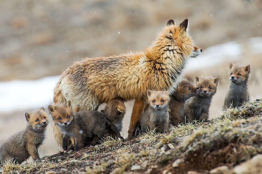 Russian Miner Spends His Breaks Taking Photos Of Foxes In The Arctic Circle Russian Miner Spends His Breaks Taking Photos Of Foxes In The Arctic Circle