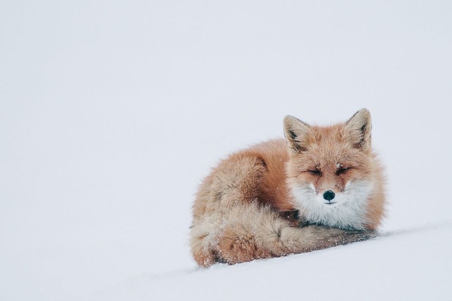 Russian Miner Spends His Breaks Taking Photos Of Foxes In The Arctic Circle Russian Miner Spends His Breaks Taking Photos Of Foxes In The Arctic Circle