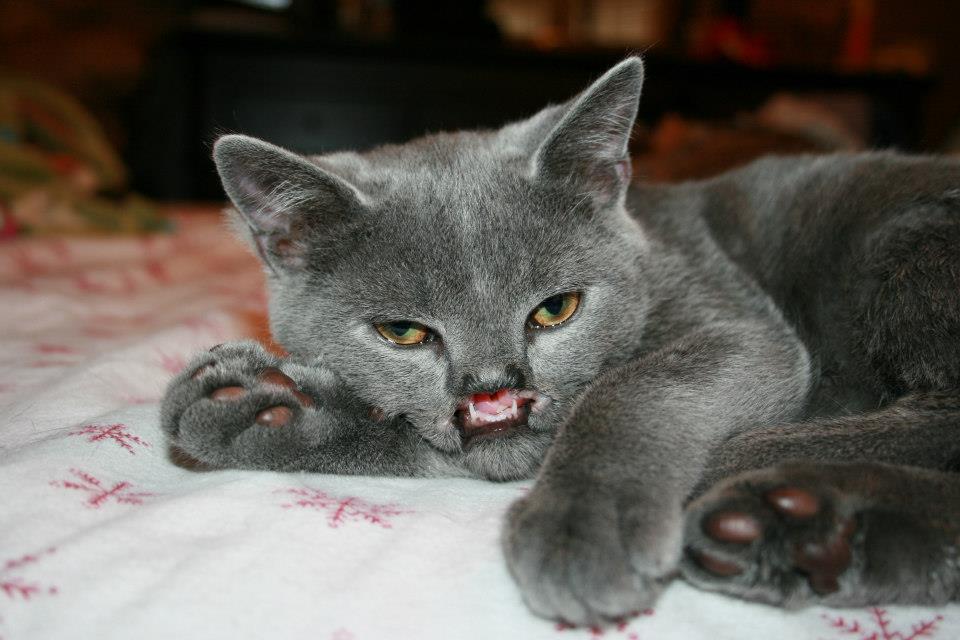 Lazarus, The Rescued Vampire Cat