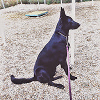 abbylovesamber avatar