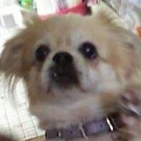 ananda_dickman avatar