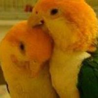 AnnetteClough avatar