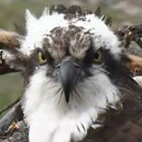 mceciliamurphy avatar