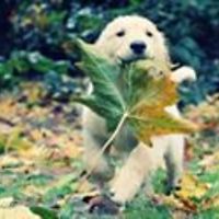 deliriousdesire avatar