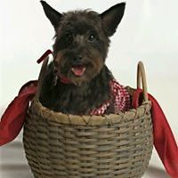 dianna_dufour avatar