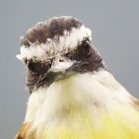 bobbyolivetree avatar