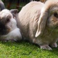 545ce25dc0428 avatar