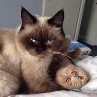 ilja_hellenthal avatar