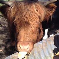 amanda_reeve_359 avatar