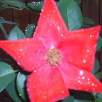 sara_bowler_357 avatar