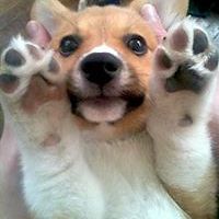 545dede395833 avatar