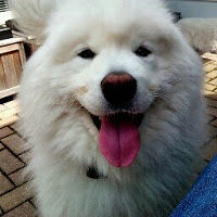 davidberkowitz avatar