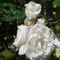 donna_wilson_96742 avatar