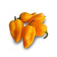 julia_cellier_77 avatar