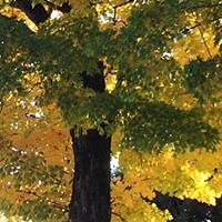 5463f2c016f50 avatar