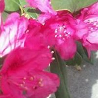 cheryl_startin avatar