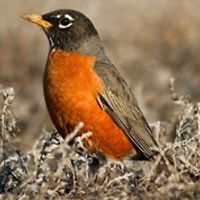 nina_soltwedel avatar