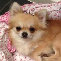 gillian_obringer avatar