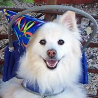 winnie_dapooch avatar