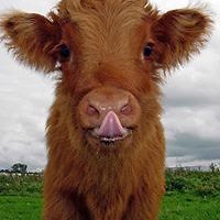 sandalwood_wood avatar