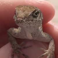 adrienne_rabin avatar