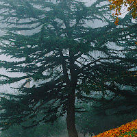 albertogutierrez avatar