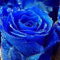 jennyphillips avatar