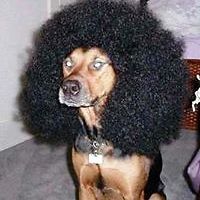 alice_staicheva avatar