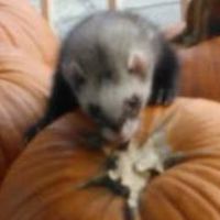 elizabeth_stonemueller avatar