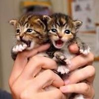 5468fd530d903 avatar