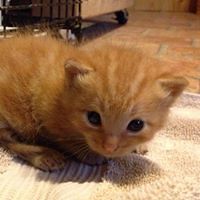 pamela_beaupre avatar