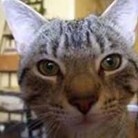 dschackenbach avatar