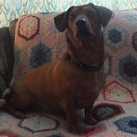 darlene_girard_3 avatar