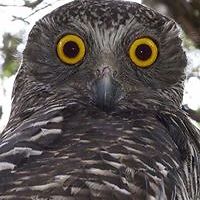 helen_counihan avatar