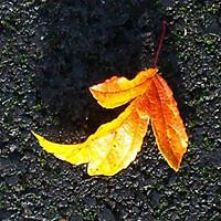 susanna_groth avatar