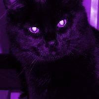 deborah_shea_7 avatar