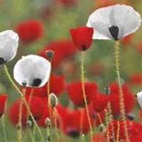 bobbie_lepage avatar