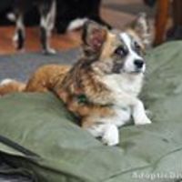 kaninusferoingus avatar