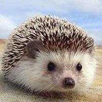 jenny_shieldscowgill avatar