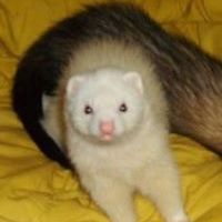 tilly_ferret avatar