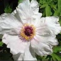 liz_macaulay_7 avatar