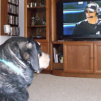 emilytiedeman avatar