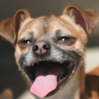 bradgreenwood avatar